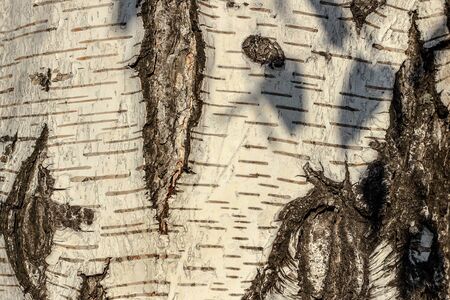 birch bark closeup as backgroundの写真素材