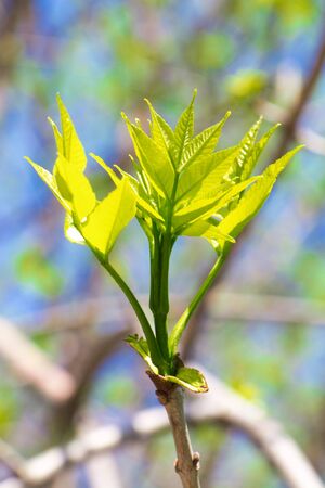 Young green fresh bright maple leaves under the rays of the sunの写真素材