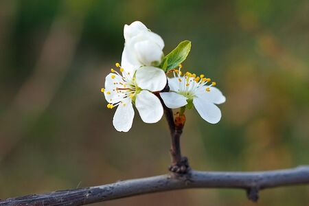White flower of an apricot tree in spring blossomの写真素材