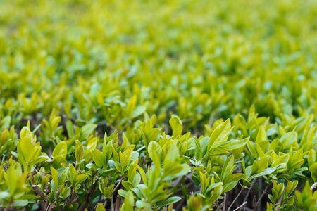 Young green dense foliage of shrubs as a background close-up.の写真素材