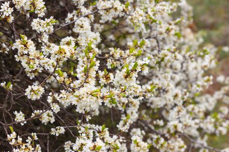 Spider web on spring blooming flowers.の写真素材