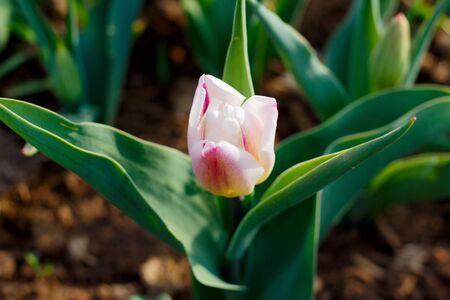 Beautiful red spring tulips blooming in the garden.の写真素材