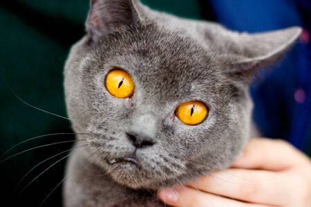 Surprised face of a British cat close-up.の写真素材