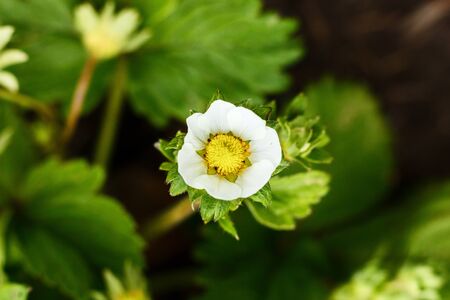 White flowers of blooming strawberries in the garden.の写真素材