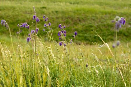 Beautiful steppe grass background, texture for design, summer dayの写真素材