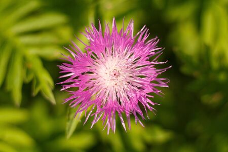 Purple Cornflower, Bilberry Cornflower close-up top view.の写真素材