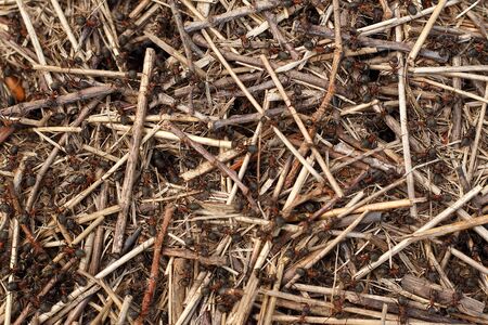 Ants in anthill wildlife texture.の写真素材