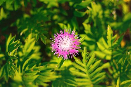 Purple cornflower (Centaurea nigra) close-up on blurred background of green fieldの写真素材