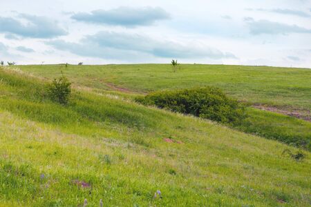 Summer landscape green slopes field grass trees.の写真素材