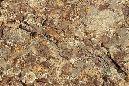 background, texture - multi-colored lichen covering the surface of the rockの写真素材