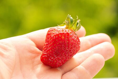 Hand holding a strawberry with a bite taken out against a green leafy backgroundの写真素材