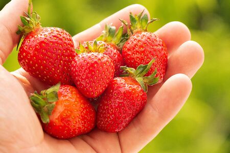 Hand holding a strawberry with a bite taken out against a green leafy backgroundの写真素材