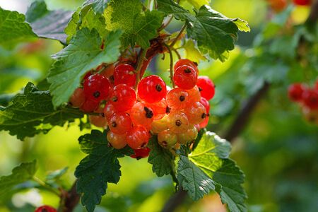A bush of ripe red currant berries, juicy fruits of berries not torn hang on a branchの写真素材