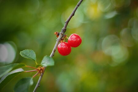 closeup one hanging ripe cherry on the tree with green blurred garden as backgroundの写真素材