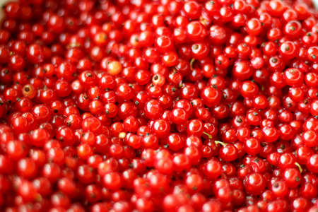Natural background of red currant berries.の写真素材