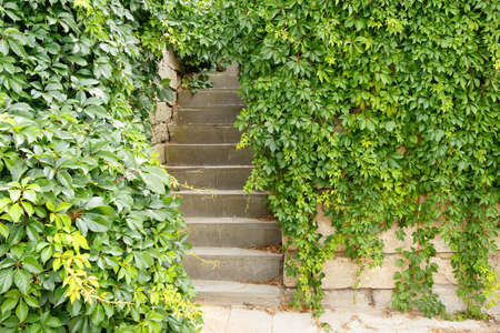 Stairs overgrown with clusters of green wild grapes.の写真素材