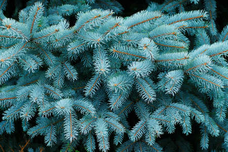 Blue spruce as background and graphic resource.の写真素材
