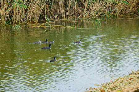 A flock of wild ducks swims through labor.の写真素材