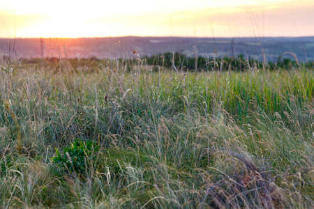 Bright beautiful sunny sunset over the meadow.の写真素材