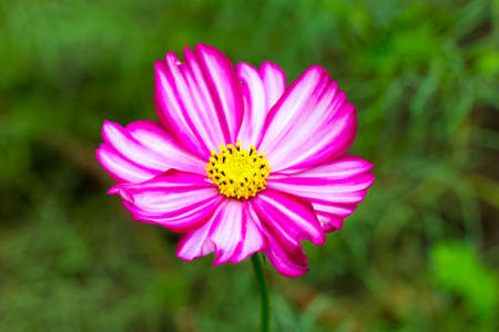 Pink cosme flower close up on natural backgroundの写真素材