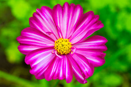 Pink cosme flower close up on natural backgroundの写真素材