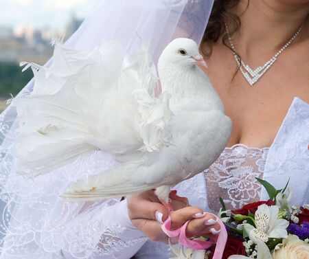 white pigeon in hand of brideの写真素材