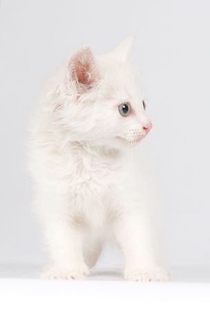 pretty white kitten on white backgroundの写真素材