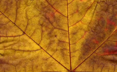 maple leaf texture closeupの写真素材