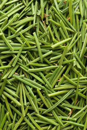 fur tree needles backgroundの写真素材