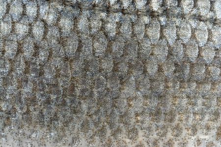 fish scales backgroundの写真素材