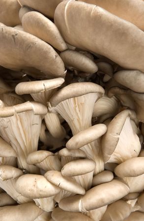 mushrooms close-upの写真素材