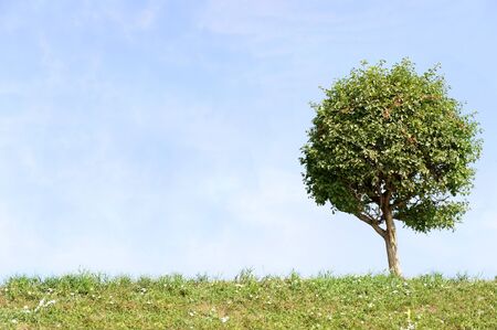 lonely tree with blue sky and green grass の写真素材