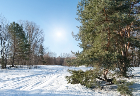 Winter landscape with fir trees の写真素材