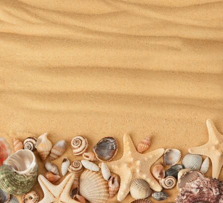 sea shells and sand  Background