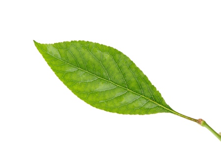 cherry tree leaf isolated on white background