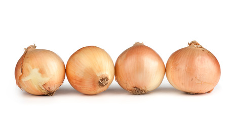 Fresh onion bulbs isolated on white backgroundの写真素材