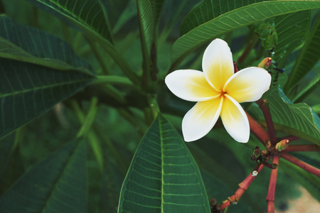 plumeria. Yellow and white frangipani tropical flowerの写真素材