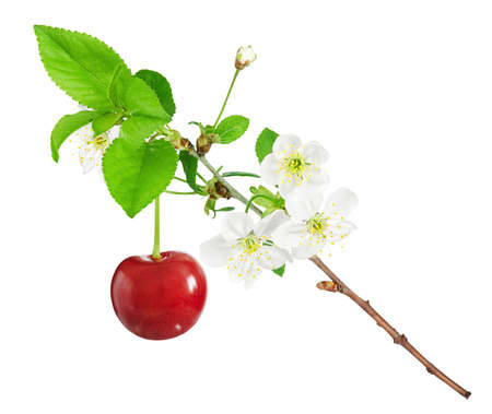 Close-up of cherry tree with flowers and berry isolated on white background