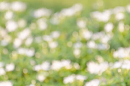 Flower blurの写真素材