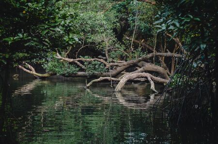 The mangrove forestの写真素材