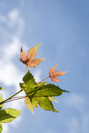 leaves and sky ,tree in Thailand