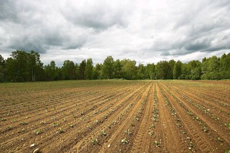 Ploughed field. Ploughed field. Fresh tillage bordered with forest under cloudy sky