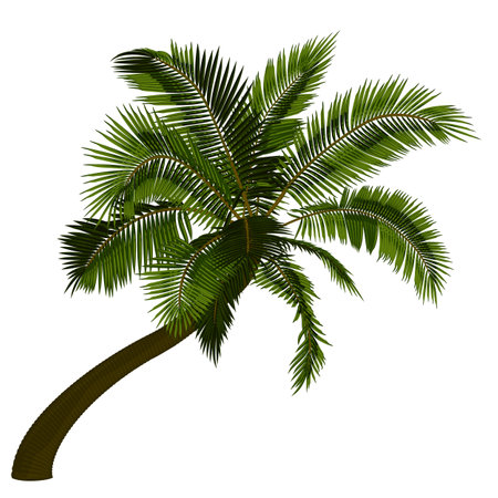 Bent coconut palm tree. Vector illustration of leaning palm tree. Image of tropical palm tree trunk, foliage, branches, leaves in vector. Illustrations of vector trees.のイラスト素材