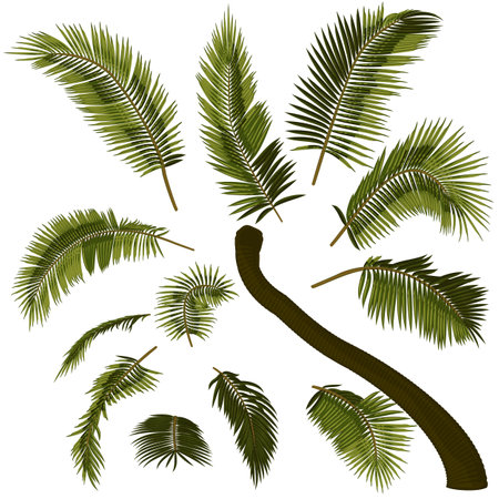 Bent coconut palm tree elements. Vector illustration of leaning palm tree. Image of tropical palm tree trunk, foliage, branches, leaves in vector. Illustrations of vector trees.のイラスト素材