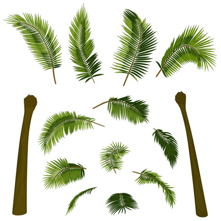 Coconut straight palm tree elements. Vector illustration of palm tree trunk, foliage, branches, leaves. Image of tropical tree in vector. Illustrations of vector trees.のイラスト素材