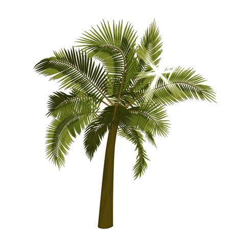 Palm with sun rays through foliage. Vector illustration of palm tree with bright sun breaking through leaves. Image of tropical palm tree in vector. Illustration of vector tree.のイラスト素材