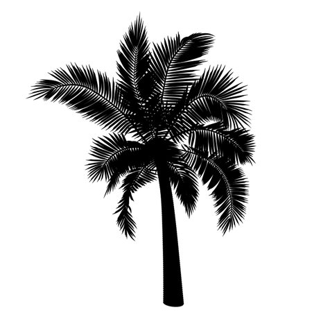 Shape of straight coconut palm tree. Vector illustration of palm tree trunk, foliage, branches, leaves. Image of tropical tree in vector. Illustrations of vector trees.のイラスト素材