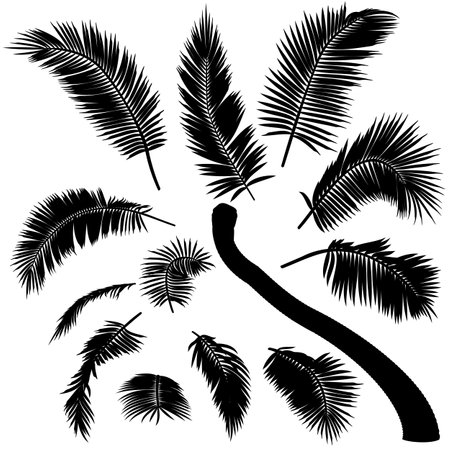 Shape of bent coconut palm tree elements. Vector illustration of leaning palm tree. Image of tropical palm tree trunk, foliage, branches, leaves in vector. Illustrations of vectorのイラスト素材
