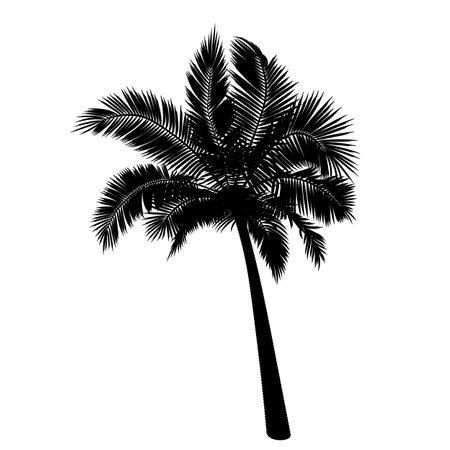Shape of straight coconut palm tree. Vector illustration of palm tree trunk, foliage, branches, leaves. Image of tropical tree in vector. Illustrations of vector trees.のイラスト素材