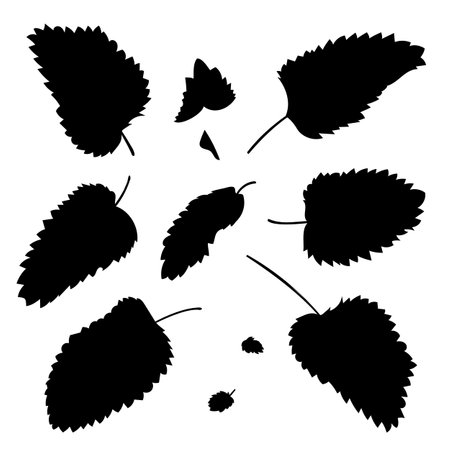 Vector shape of fresh mint leaves. Vector illustration of fragrant fresh green mint leaves. Image of peppermint leaves in vector. Illustrations of herbaceous plants.のイラスト素材